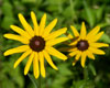 Black-Eyed Susans at Broad Meadow Brook Sanctuary