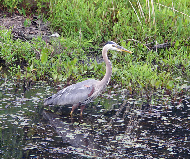 A Heron at Broad Meadow Brook Sanctuary