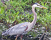 Heron at Broad Meadow Brook Sanctuary