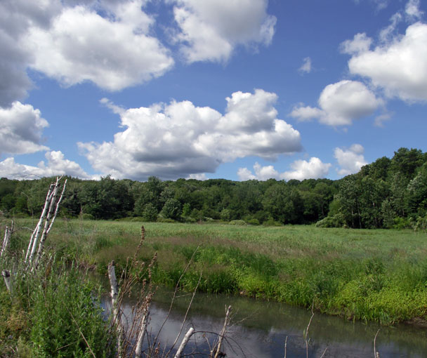 Broad Meadow Brook Sanctuary