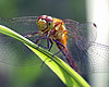 Dragonfly at Broad Meadow Brook Sanctuary