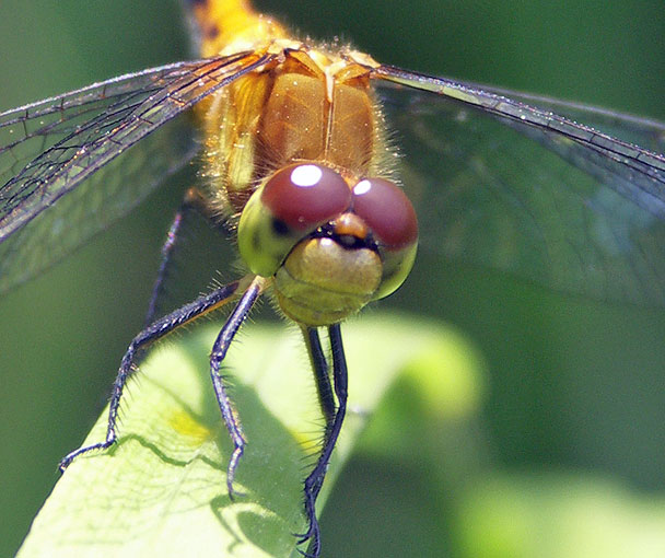 Dragonfly Face at Broad Meadow Brook Sanctuary
