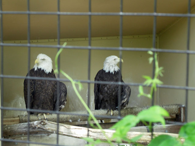 Bald Eagles at Ecotarium in Worcester