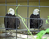 Eagles at the Ecotarium