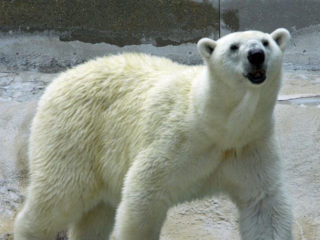 Kenda the Polar Bear at Ecotarium in Worcester