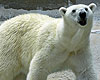 Kenda the Polar Bear at the Ecotarium