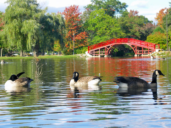 Geese in the pond at Elm Park in Worcester,MA