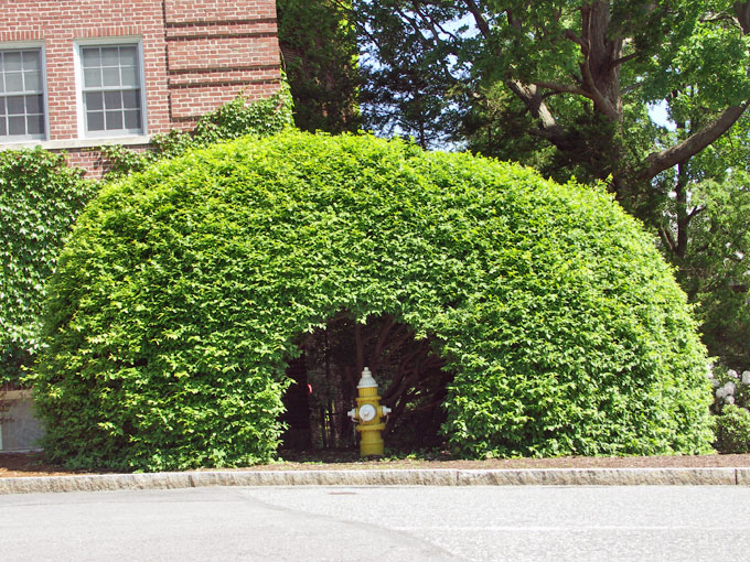 Fire hydrant in a cubby hole