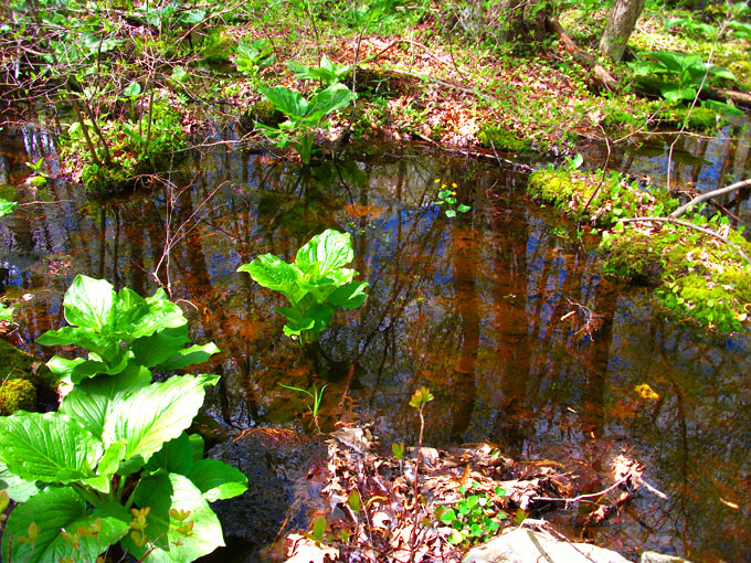 At Broad Meadow Brook Sanctuary in Worcester